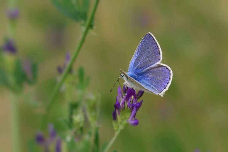 Peace with Creation: example of the butterflies