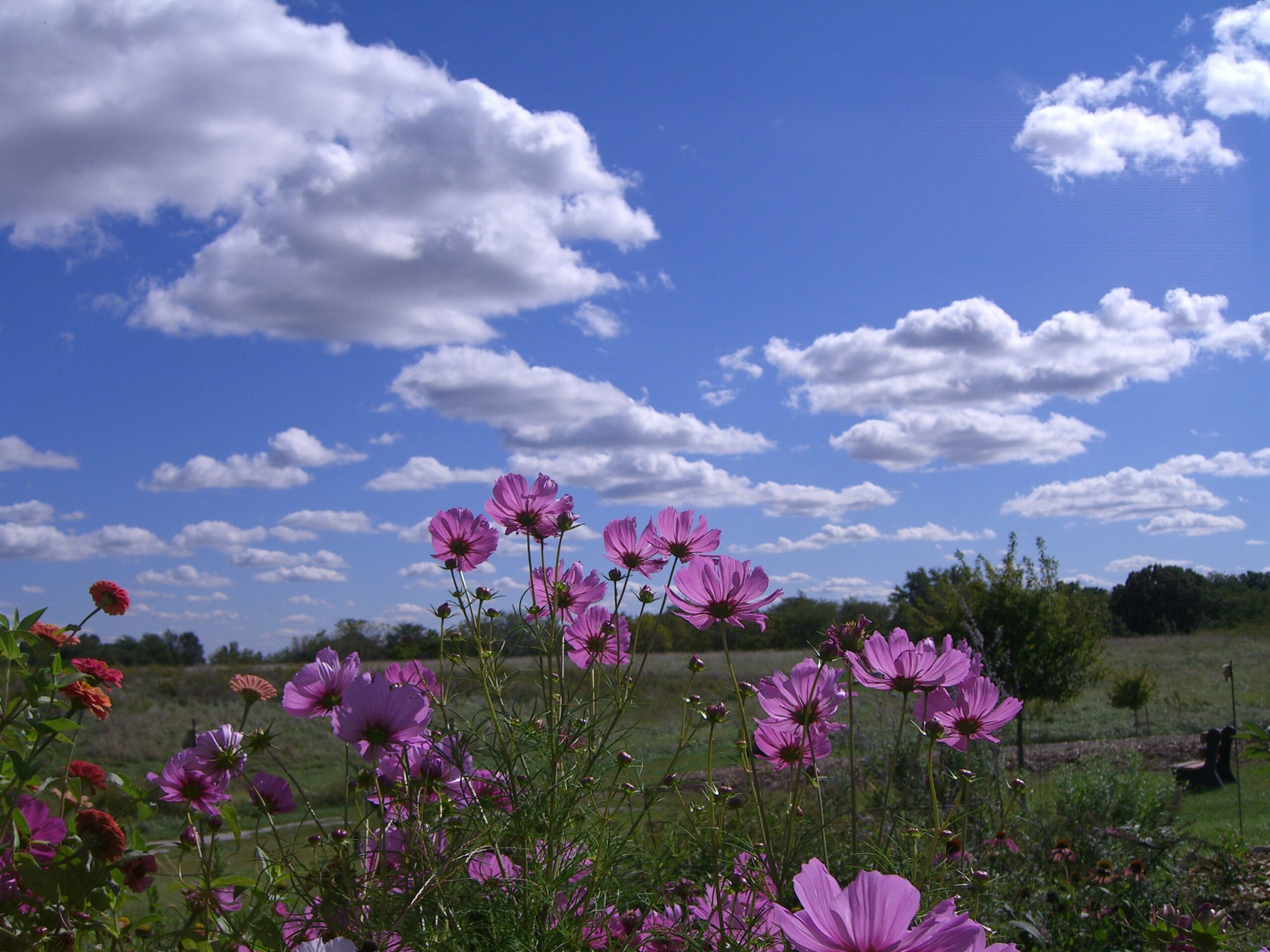 Season of Creation: time of celebration, conversion, and commitment together